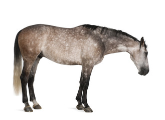 Obraz na płótnie Canvas Belgian Warmblood horse, 6 years old