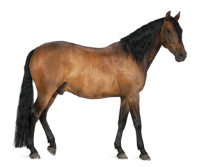 Mixed breed of Spanish and Arabian horse, 8 years old