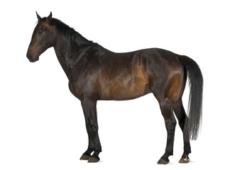 Luxemburger Warmblood, 5 years old, horse