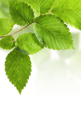 Green elm leaves isolated on white