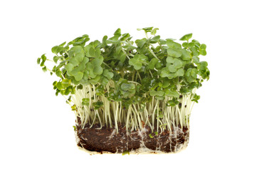 Cress