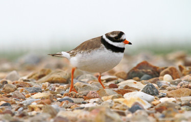 Sandregenpfeifer
