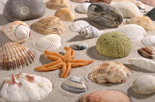 Beach with shellfisch and stones