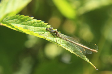 Libellule