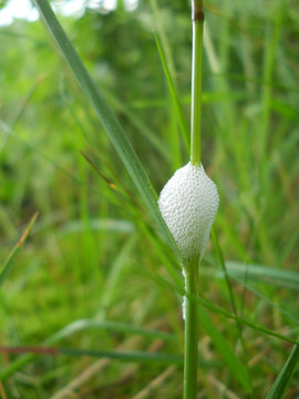 Schaumnest der Wiesenschaumzikaden