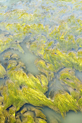 aquatic vegetation abstraction