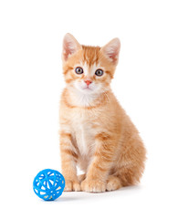 Cute orange kitten sitting next to a toy on white