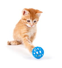 Cute orange kitten playing with a toy on white.