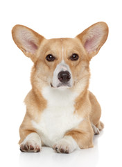 Welsh corgi Pembroke on white background