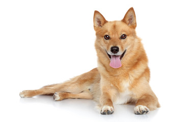 Finnish spitz