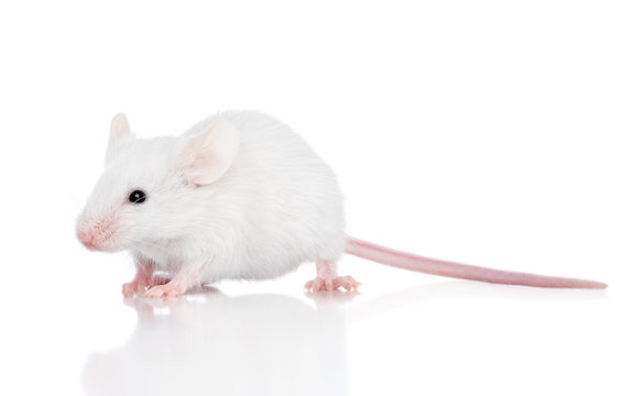 Decorative mouse on white background