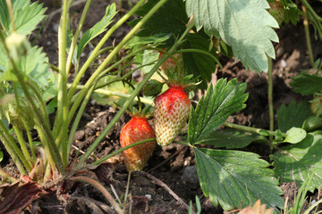 Fraises