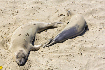 sea lions relaxing at the sandy beach