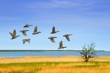 Enten im Flug