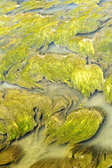 aquatic vegetation abstraction