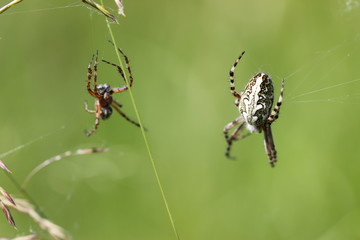 Eichblatt-Radspinne mit Männchen