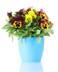 beautiful violet pansies in flowerpot isolated on a white .