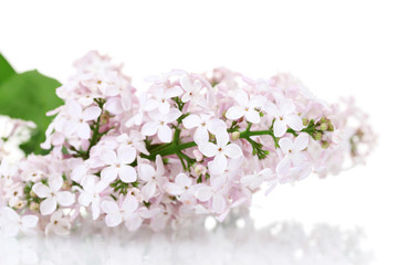 branch of pink lilac isolated on white