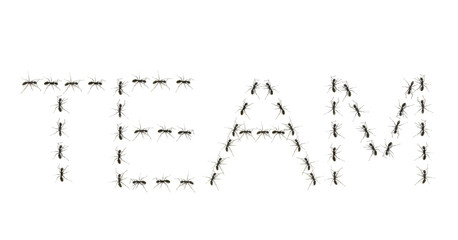 alphabet letters spelled by ant in line
