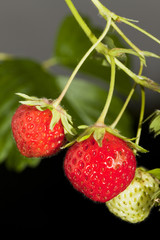 Erdbeeren an Pflanze hängend