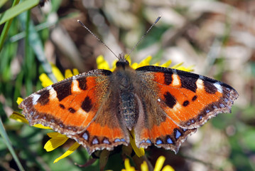 Small Tortoiseshell Butterfly