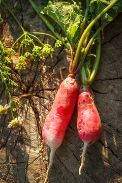 Close-up of a fresh radish