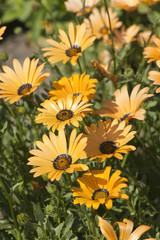 Fototapeta na wymiar Yellow summer flowers