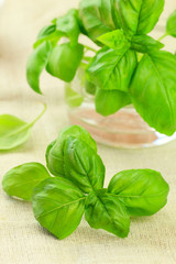 Fresh basil