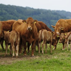 Rinder auf der Weide