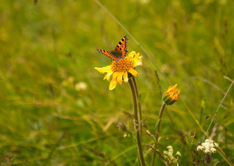 Butterfly on a flower in the sun