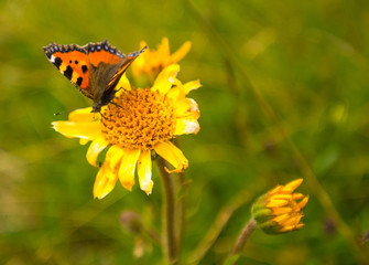 Butterfly on a flower in the sun