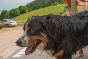 Dog in the lower mountains of Vosges