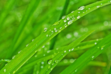 Naklejka premium rain drops on the leaves