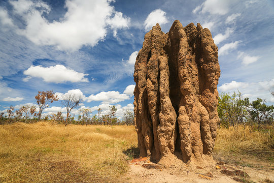 Termite Mounds, Kakadu National Park, Australia