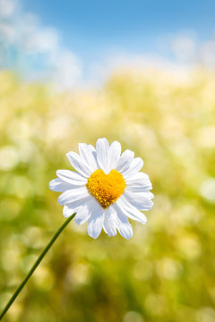 Blumenherz