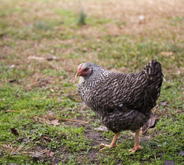 Posing hen