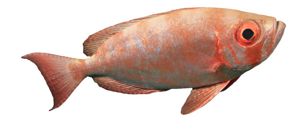 Crescent-tailed Bigeye Fish isolated on white