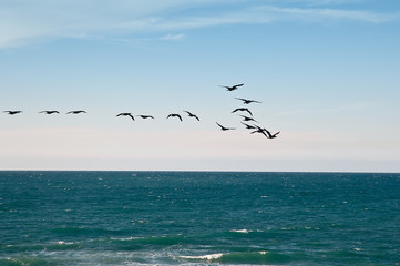 Sea and migratory birds.