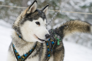 Husky dog