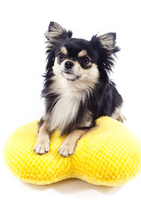 Chihuahua dog with yellow pillow