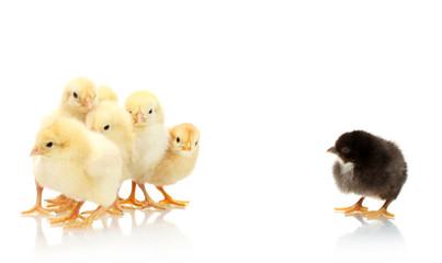 yellow and black little chickens isolated on the white