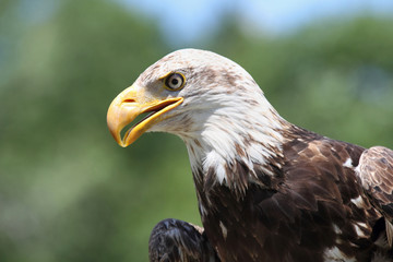aigle a tete blanche