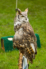 Brown Owl