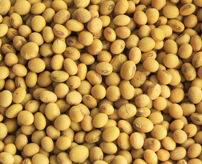 soybeans