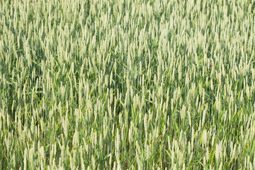 Wheat field.
