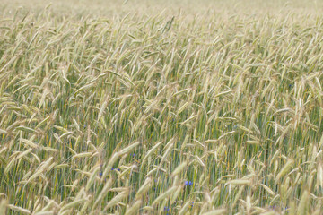 Rye spikes.