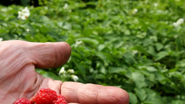 himbeer hand
