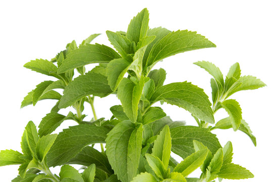 Stevia Rebaudiana, Sweetener Herb