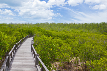 Fototapeta na wymiar Boardwalk lasów namorzynowych