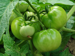 green tomatoes on branch